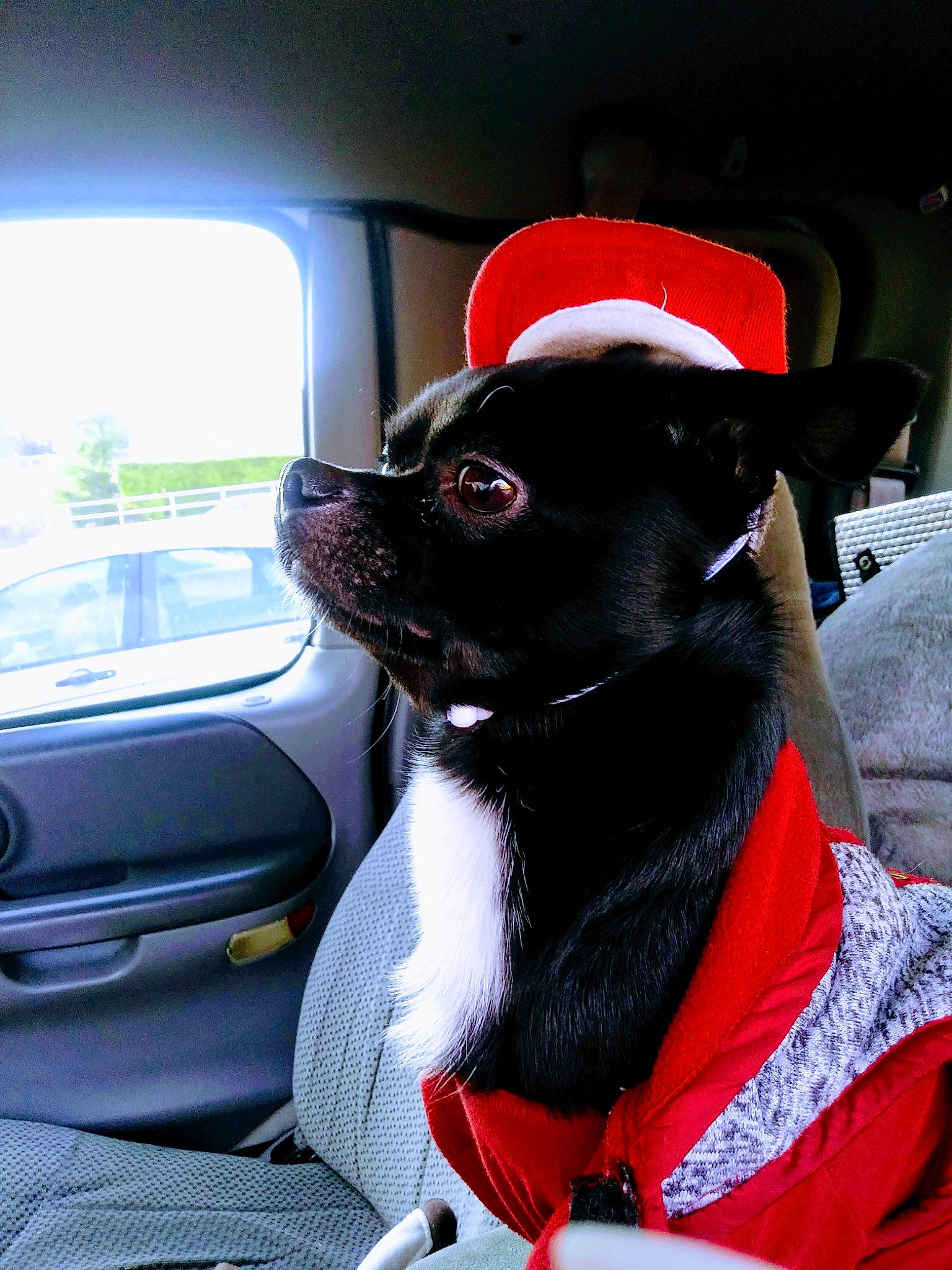 Siamon Kenny joined the competition — help win amazing prizes! automotive_design, automotive_exterior, automotive_lighting, automotive_mirror, car, car_seat_cover, carnivore, collar, companion_dog, dog, dog_breed, dog_collar, eyewear, fawn, motor_vehicle, snout, steering_wheel, vehicle, vehicle_door, window