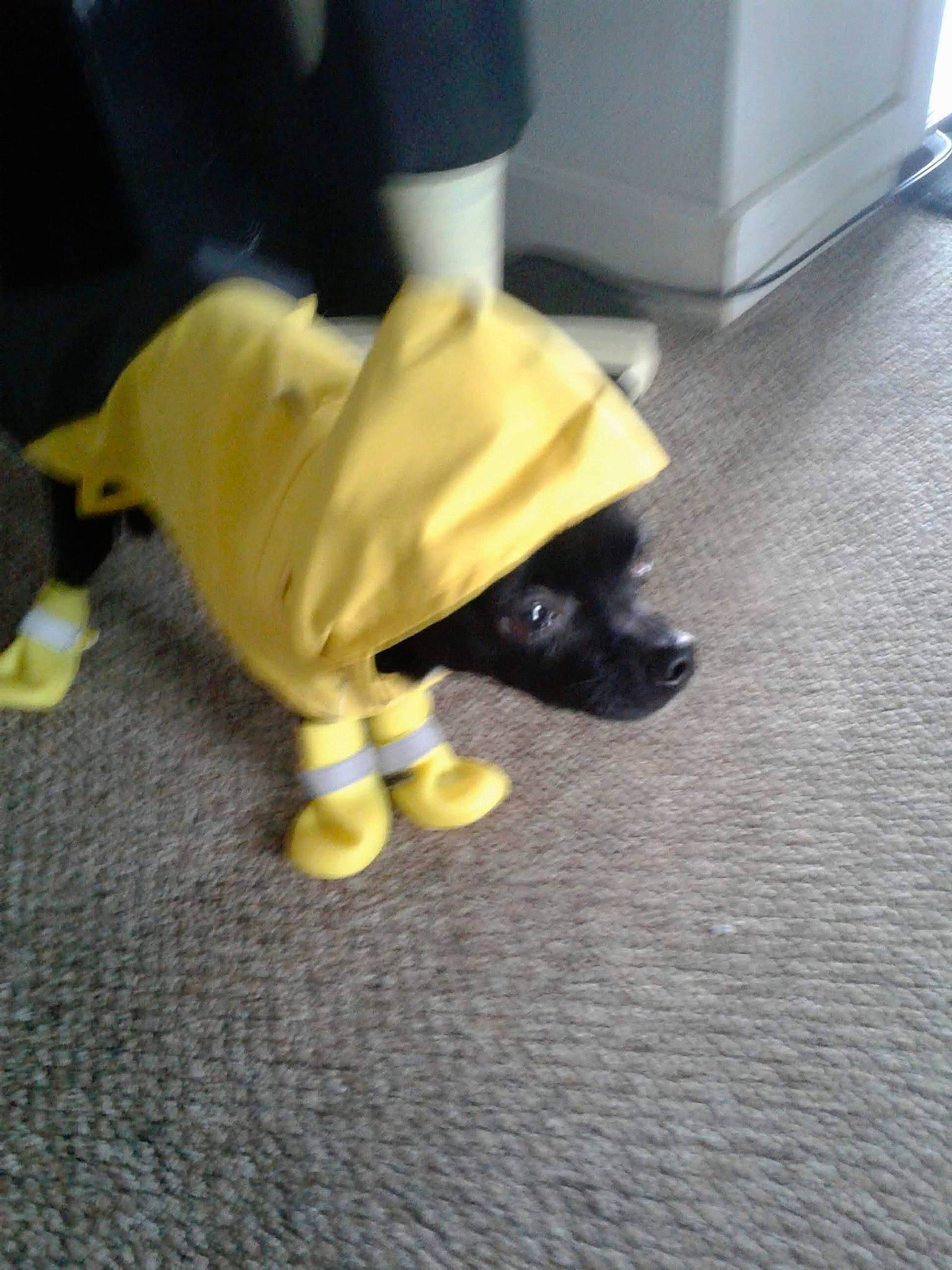 Siamon Kenny joined the competition — help win amazing prizes! boston_terrier, canidae, carnivore, companion_dog, dog, dog_breed, dog_clothes, dog_supply, fawn, flooring, foot, fur, human_leg, knee, snout, sporting_group, tail, toy_dog, wood, working_animal