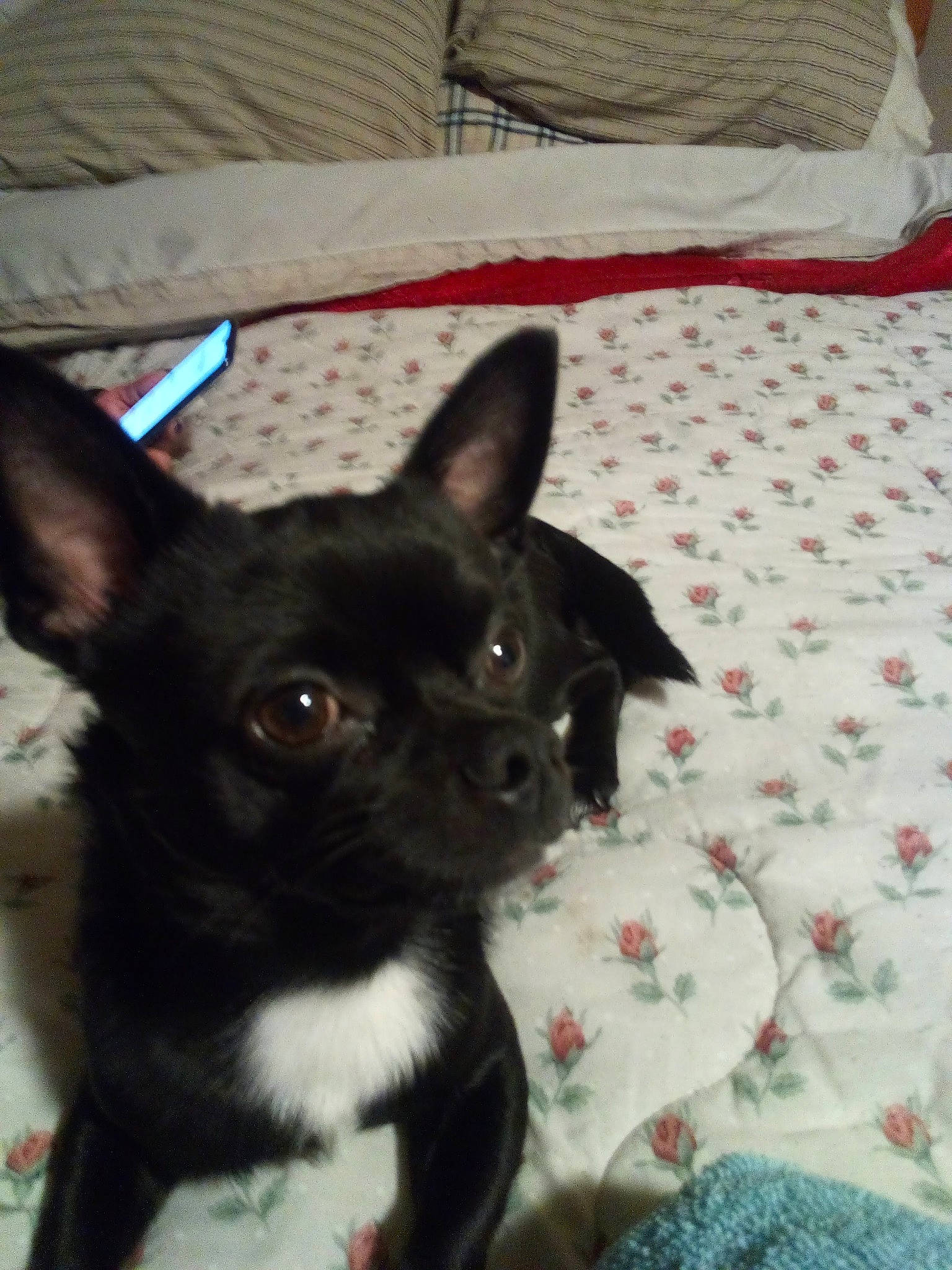 Siamon Kenny is registered to the contest to win money with this photo: bedding, carnivore, chihuahua, comfort, companion_dog, dog, dog_breed, ear, felidae, fur, linens, non_sporting_group, pattern, room, small_terrier, snout, tail, toy_dog, whiskers, working_animal