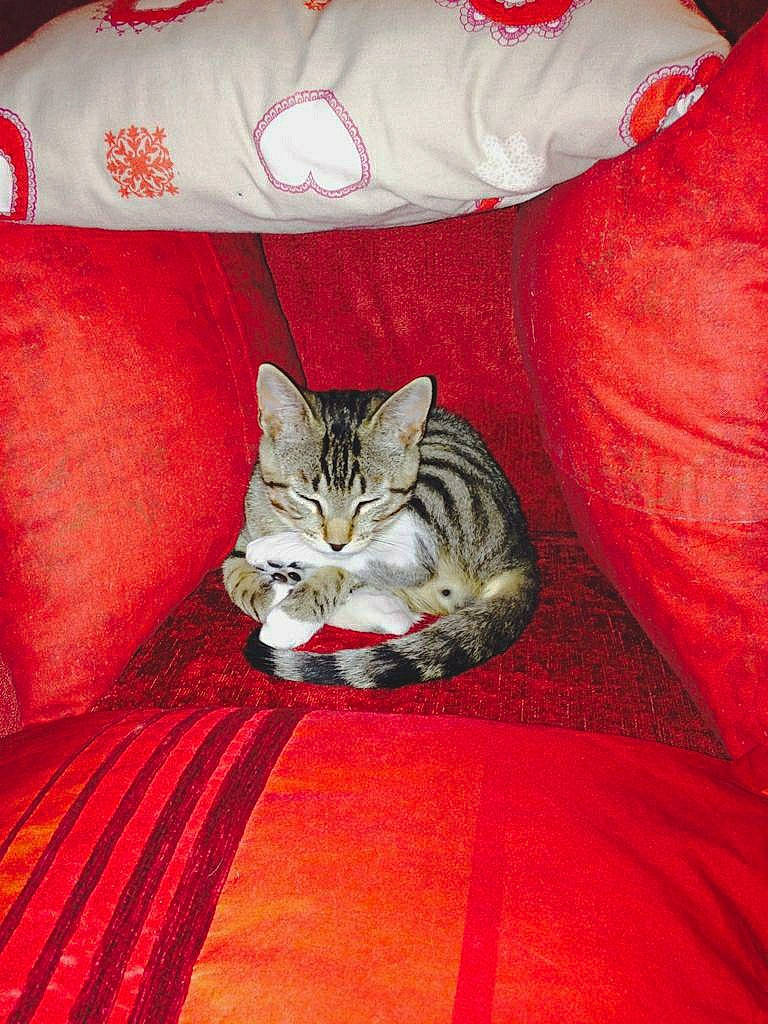 Junky a rejoint le concours — aidez-le/la à gagner de superbes lots ! american_shorthair, asian, carnivore, cat, domestic_short_haired_cat, european_shorthair, felidae, kitten, room, small_to_medium_sized_cats, tabby_cat, whiskers