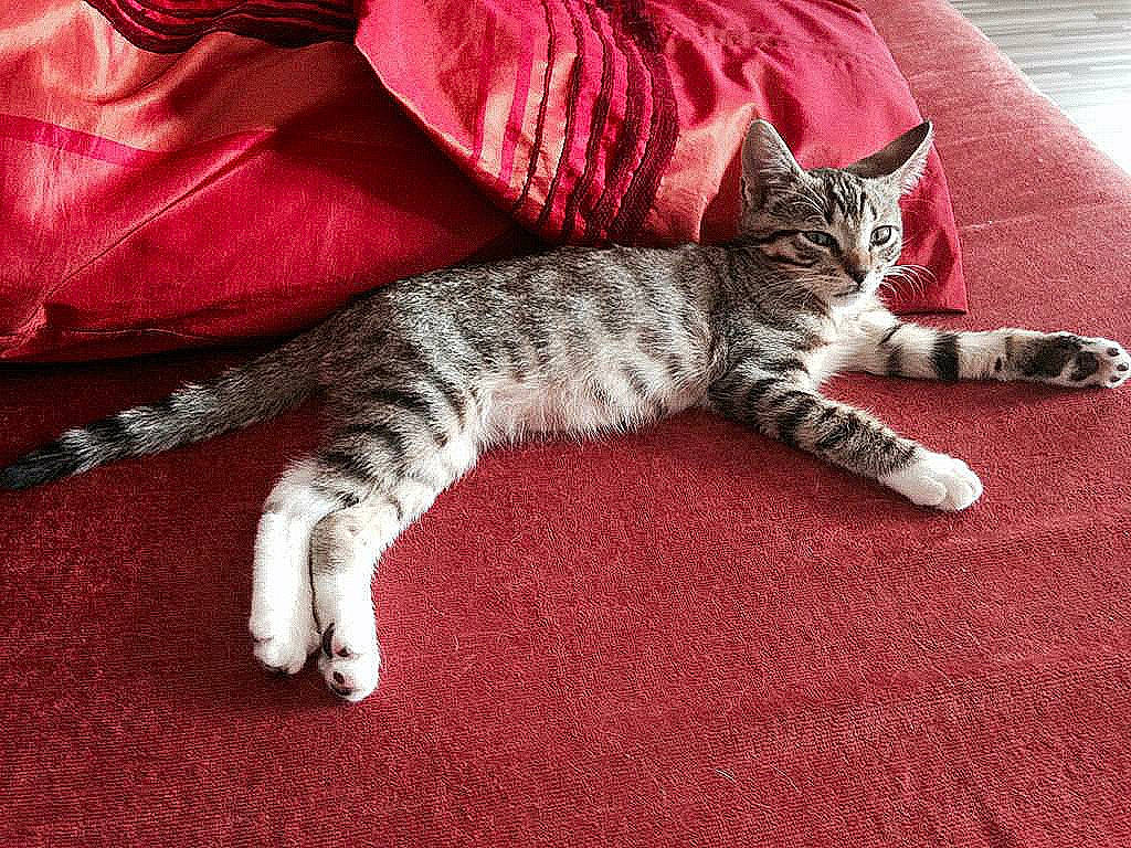 Junky a rejoint le concours — aidez-le/la à gagner de superbes lots ! american_shorthair, asian, california_spangled, carnivore, cat, claw, domestic_short_haired_cat, dragon_li, egyptian_mau, european_shorthair, felidae, fur, kitten, mammal, pink, pixie_bob, small_to_medium_sized_cats, tabby_cat, tail, whiskers