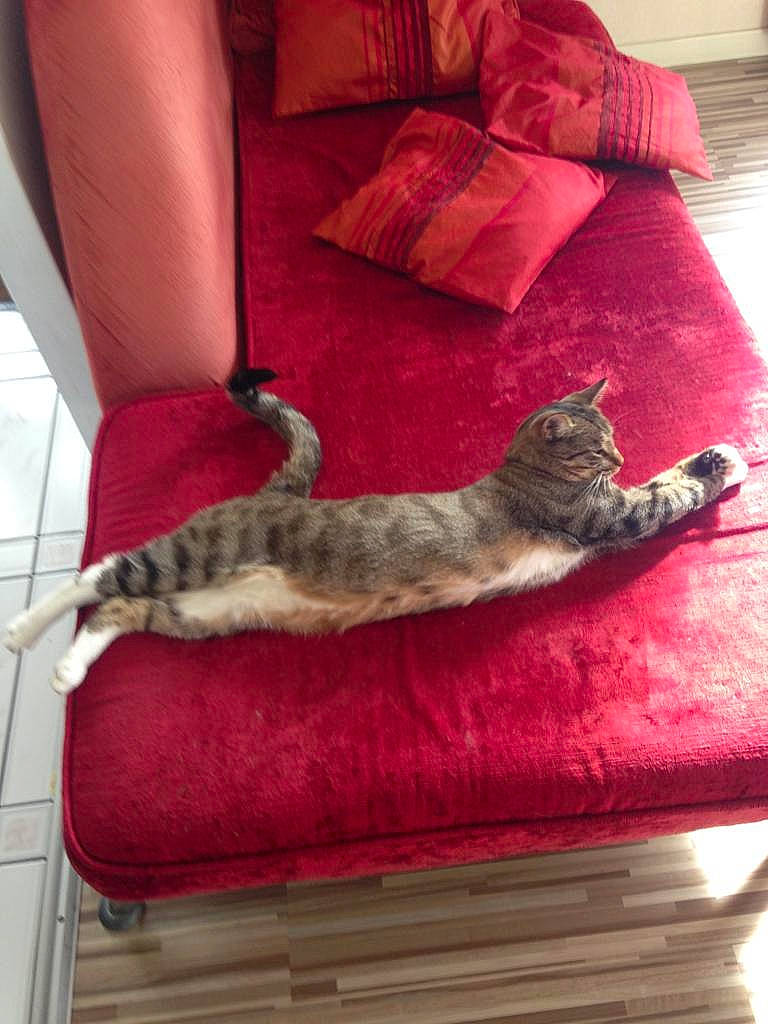 Junky a rejoint le concours — aidez-le/la à gagner de superbes lots ! bengal, carnivore, cat, couch, domestic_short_haired_cat, european_shorthair, felidae, fur, furniture, kitten, leg, small_to_medium_sized_cats, tail, whiskers, wood