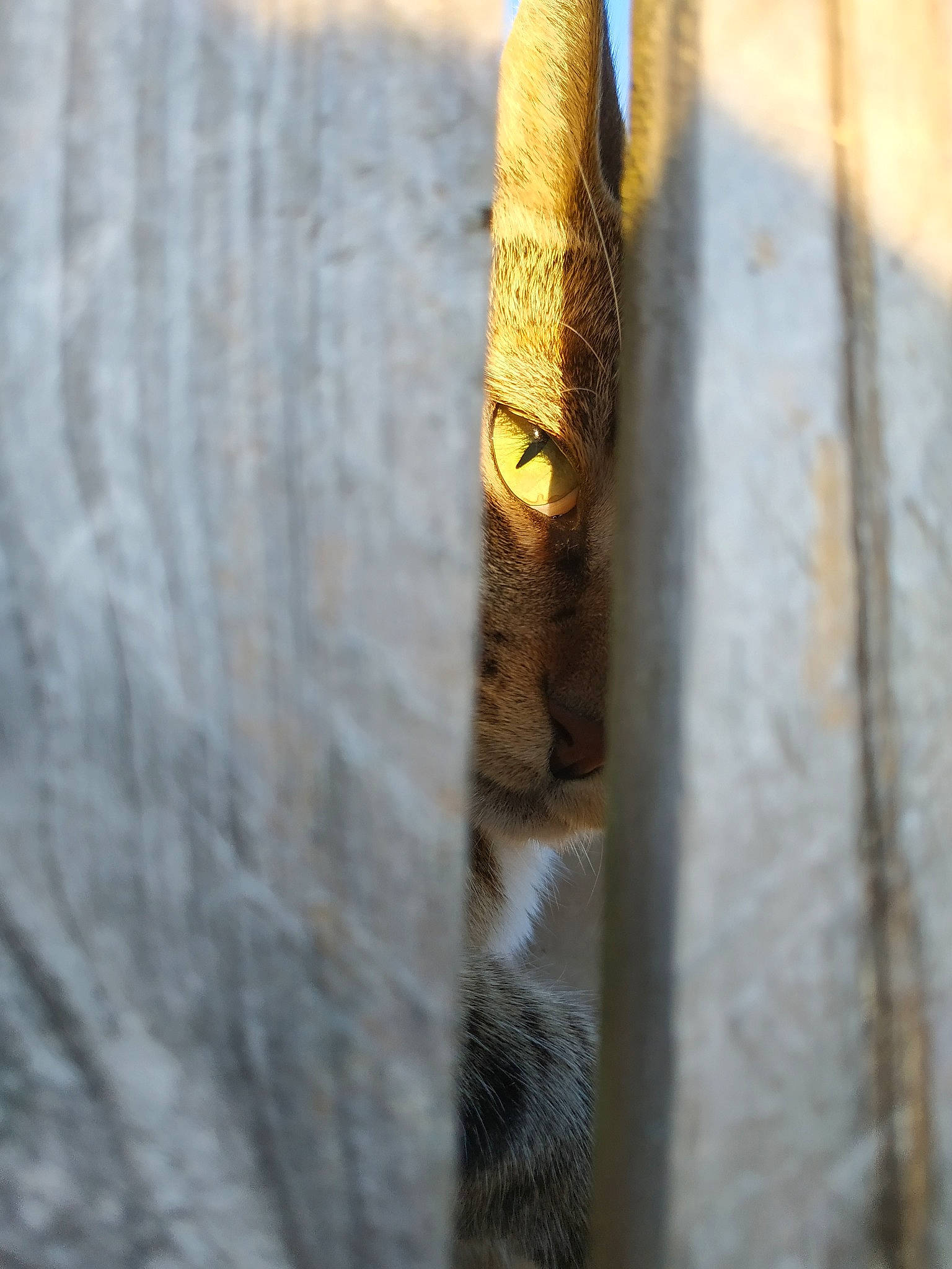 Junky a rejoint le concours — aidez-le/la à gagner de superbes lots ! wood