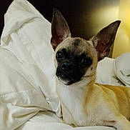 Shadow joined the competition — help win amazing prizes! adorable, alert, bed, bedroom, black_muzzle, blanket, close_up, dog, ears, eyes, face, indoors, pet, portrait, puppy, resting, short_hair, small_dog, tan_fur, white_chest