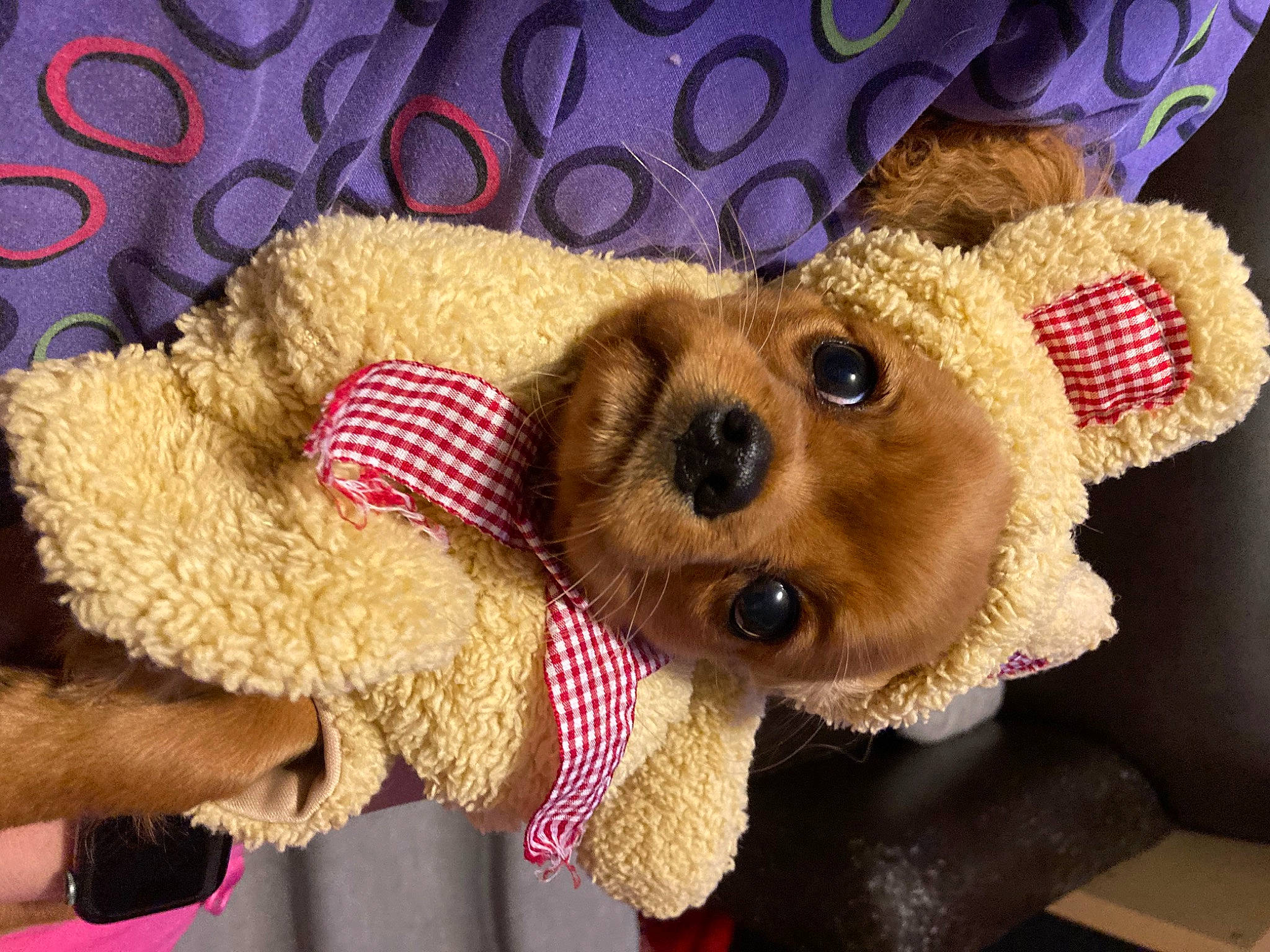 Ian joined the competition — help win amazing prizes! canidae, carnivore, companion_dog, dog, dog_breed, dog_clothes, dog_supply, fashion_accessory, fawn, fur, pet_supply, plush, smile, snout, sporting_group, stuffed_toy, textile, toy, toy_dog, working_animal