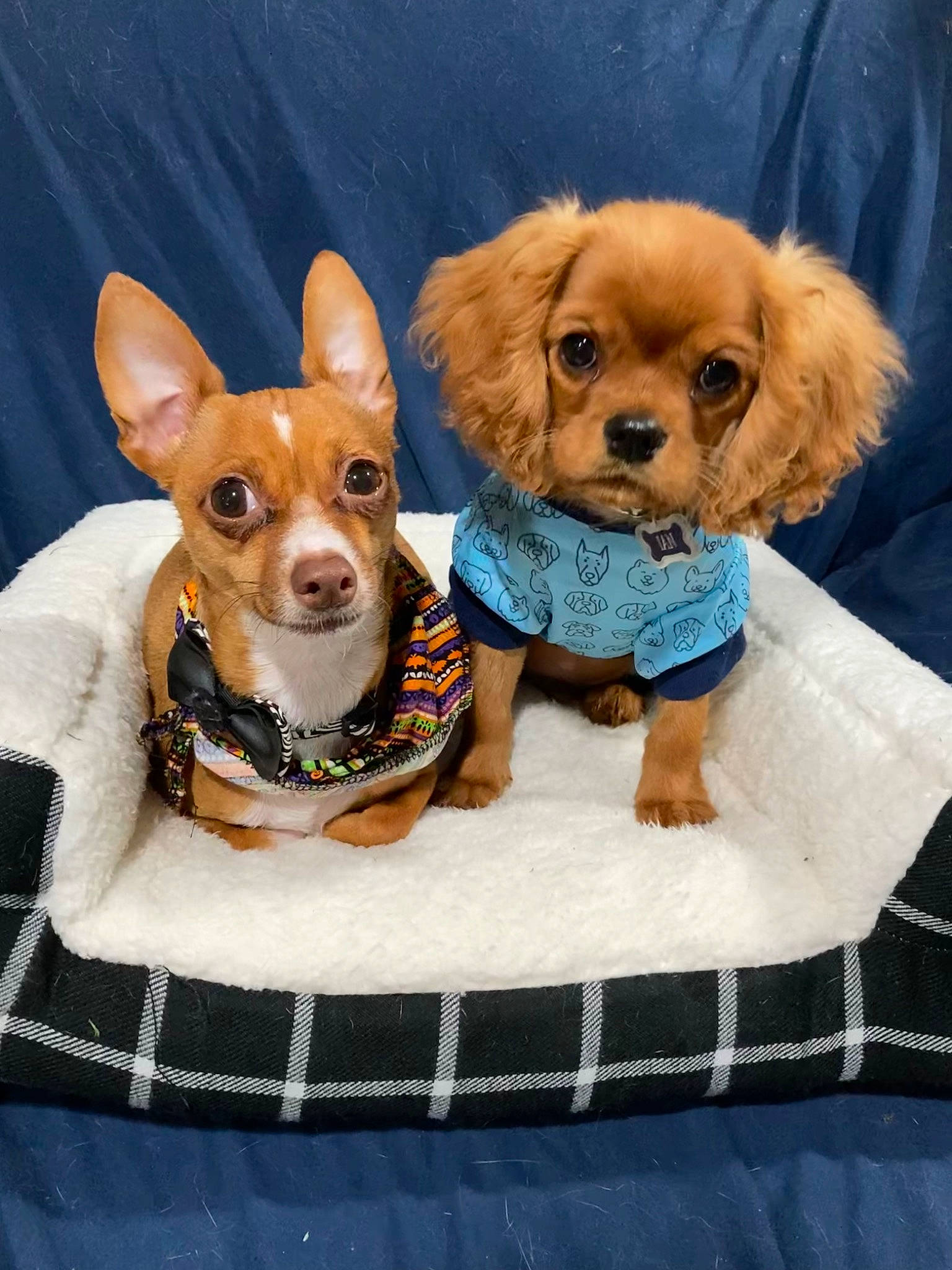 Ian is registered to the contest to win money with this photo: canidae, carnivore, chihuahua, collar, companion_dog, dog, dog_breed, dog_clothes, dog_supply, fawn, fur, liver, pet_supply, russkiy_toy, snout, sporting_group, toy, toy_dog, whiskers, working_animal