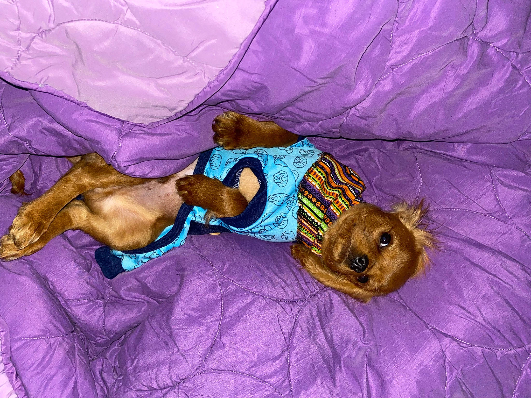Ian is registered to the contest to win money with this photo: art, canidae, carnivore, chest, comfort, companion_dog, dog_breed, fawn, fictional_character, fur, hat, linens, magenta, painting, purple, sporting_group, textile