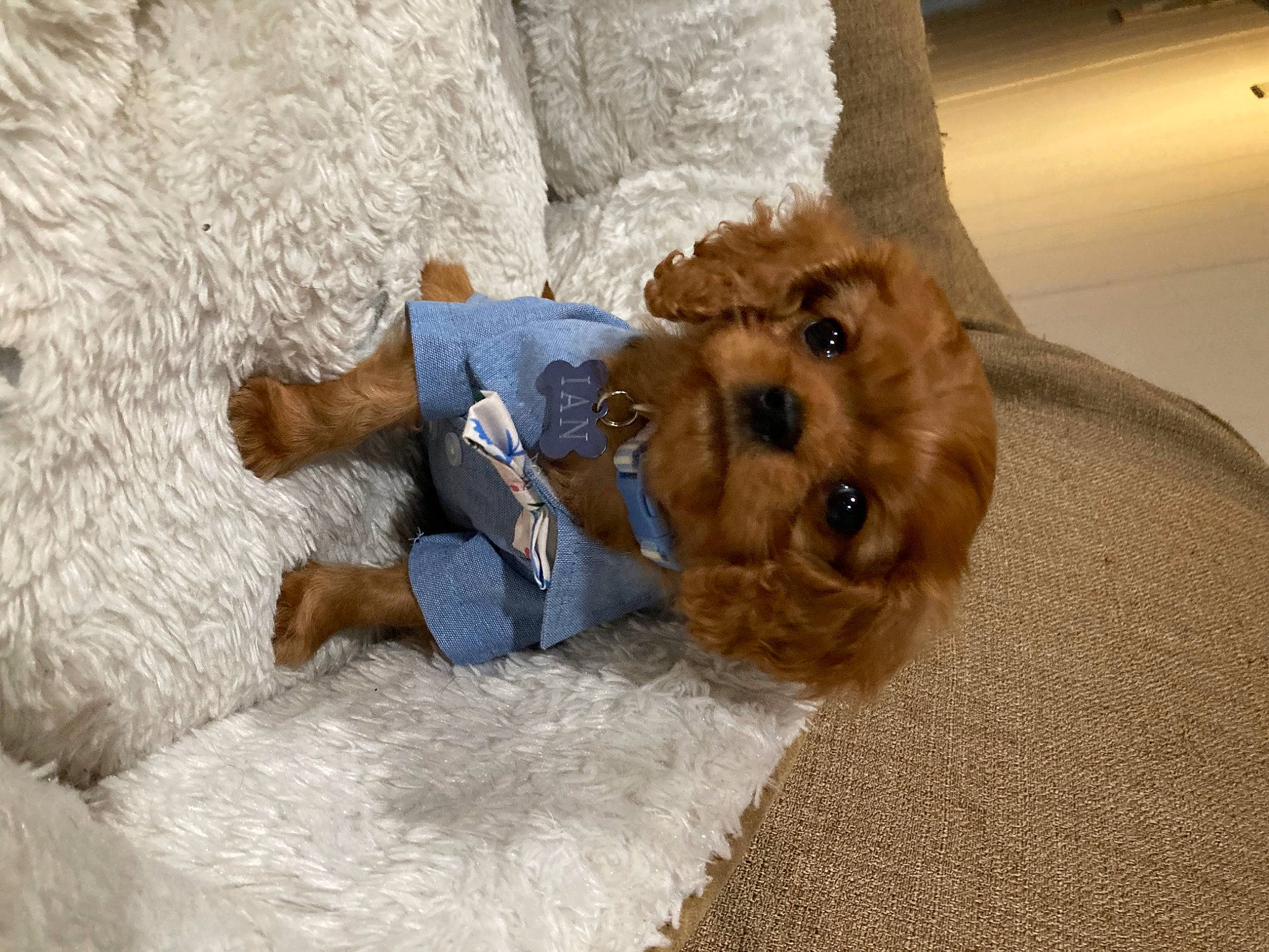 Ian is registered to the contest to win money with this photo: bedrock, comfort, companion_dog, dog_breed, fawn, flooring, fun, fur, hat, linens, plush, rock, sporting_group, stuffed_toy, teddy_bear, terrestrial_animal, toy, vertebrate, wood, working_animal