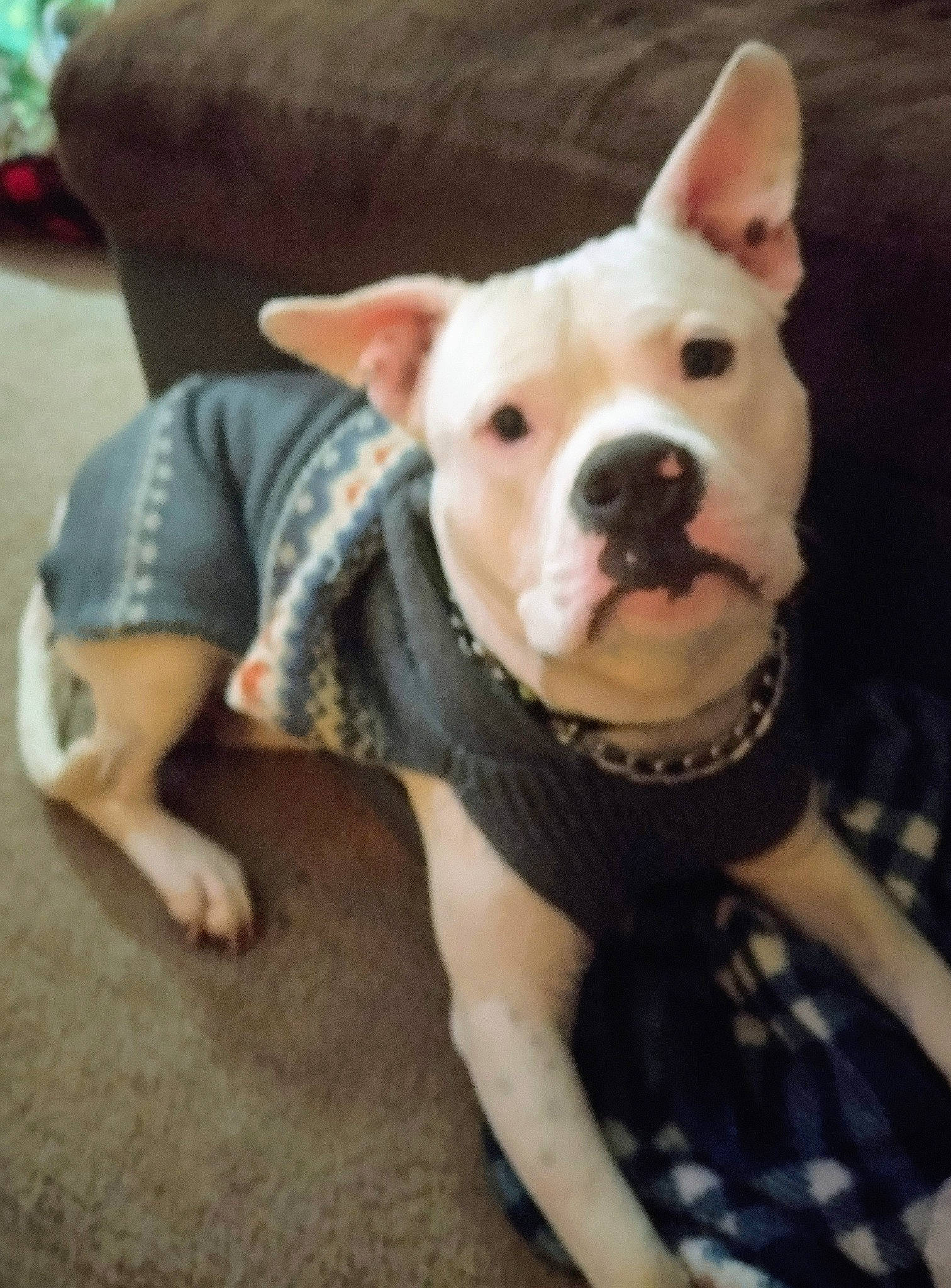 Stallone joined the competition — help win amazing prizes! bull_terrier, canidae, carnivore, comfort, companion_dog, dog, dog_breed, ear, fawn, flooring, foot, fur, old_english_terrier, snout, sporting_group, tail, terrestrial_animal, toy_dog, whiskers, working_animal