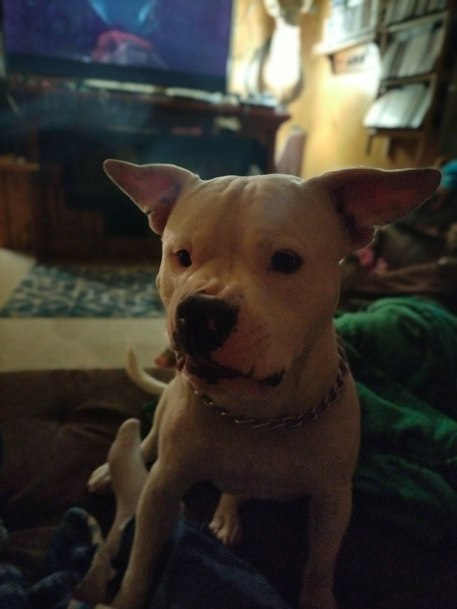 Stallone joined the competition — help win amazing prizes! canidae, carnivore, collar, comfort, companion_dog, dog, dog_breed, dog_collar, ear, eye, fawn, fur, snout, sporting_group, tail, terrestrial_animal, toy_dog, whiskers, wood, working_animal