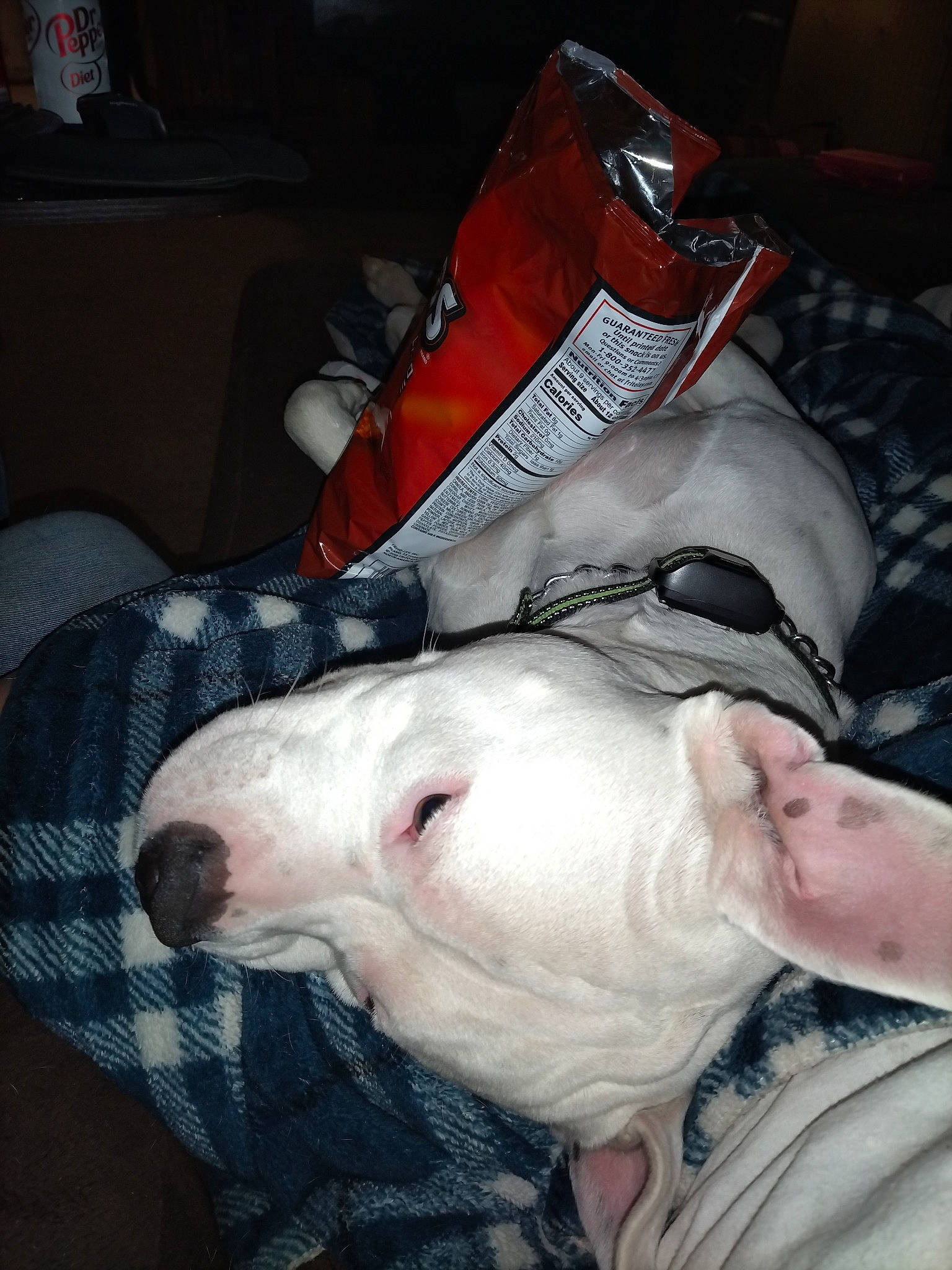 Stallone is registered to the contest to win money with this photo: bag, canidae, carmine, carnivore, comfort, companion_dog, dog, dog_breed, dog_supply, fawn, flesh, fur, jaw, luggage_and_bags, non_sporting_group, room, snout, sporting_group, suidae, tail