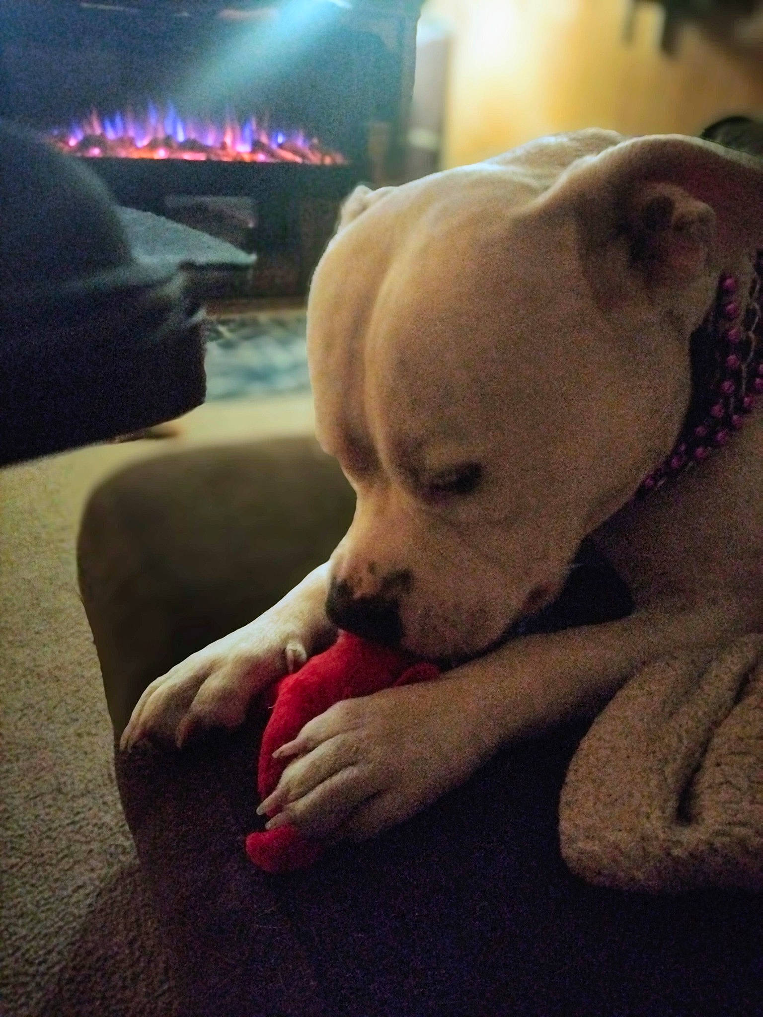 Stallone joined the competition — help win amazing prizes! automotive_lighting, canidae, carnivore, comfort, companion_dog, couch, darkness, dog, dog_breed, fawn, flash_photography, fur, paw, sitting, snout, sporting_group, toy_dog, whiskers, windshield, working_animal