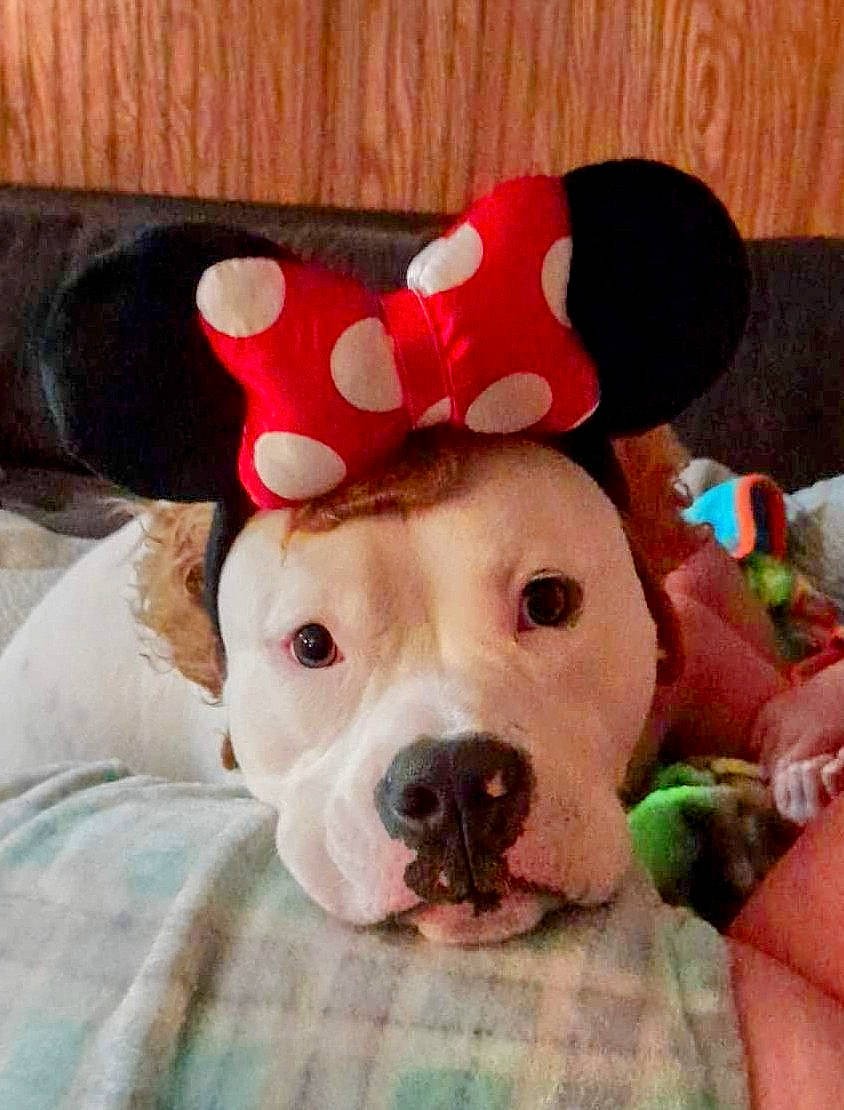 Stallone joined the competition — help win amazing prizes! canidae, carnivore, collar, companion_dog, costume_hat, dog, dog_breed, dog_clothes, dog_collar, dog_supply, ear, fawn, fedora, happy, pattern, puppy_love, selfie, snout, sporting_group, working_animal