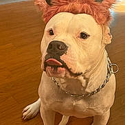 Stallone is registered to the contest to win money with this photo: dog, white_dog, pet, indoor, wooden_floor, headband, ears, chain_collar, tongue_out, cute, animal, mischievous, fur, sitting, domestic_animal, companion, playful, portrait, looking_up, house