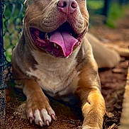 Benji is registered to the contest to win money with this photo: animal, brown_fur, canine, chain_link_fence, close_up, cute, dog, friendly, ground, happy, mammal, nature, outdoor, paw, pet, playful, relaxed, smiling, sunlight, tongue_out