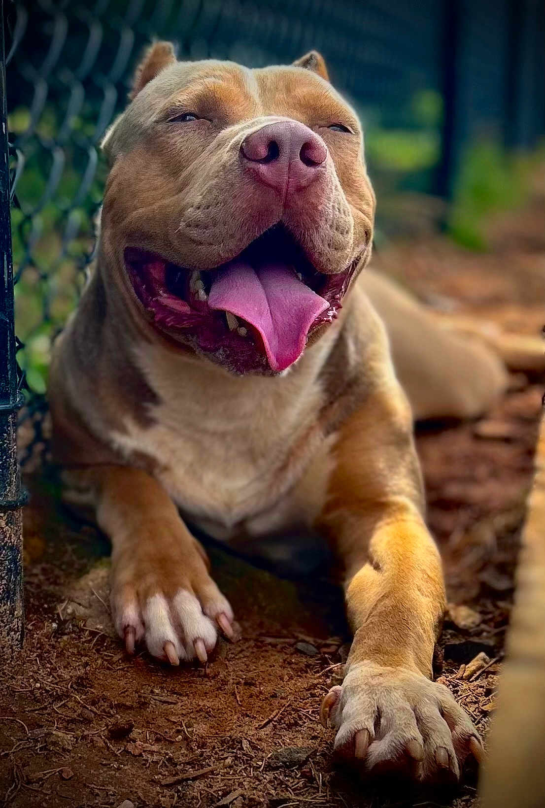 Benji