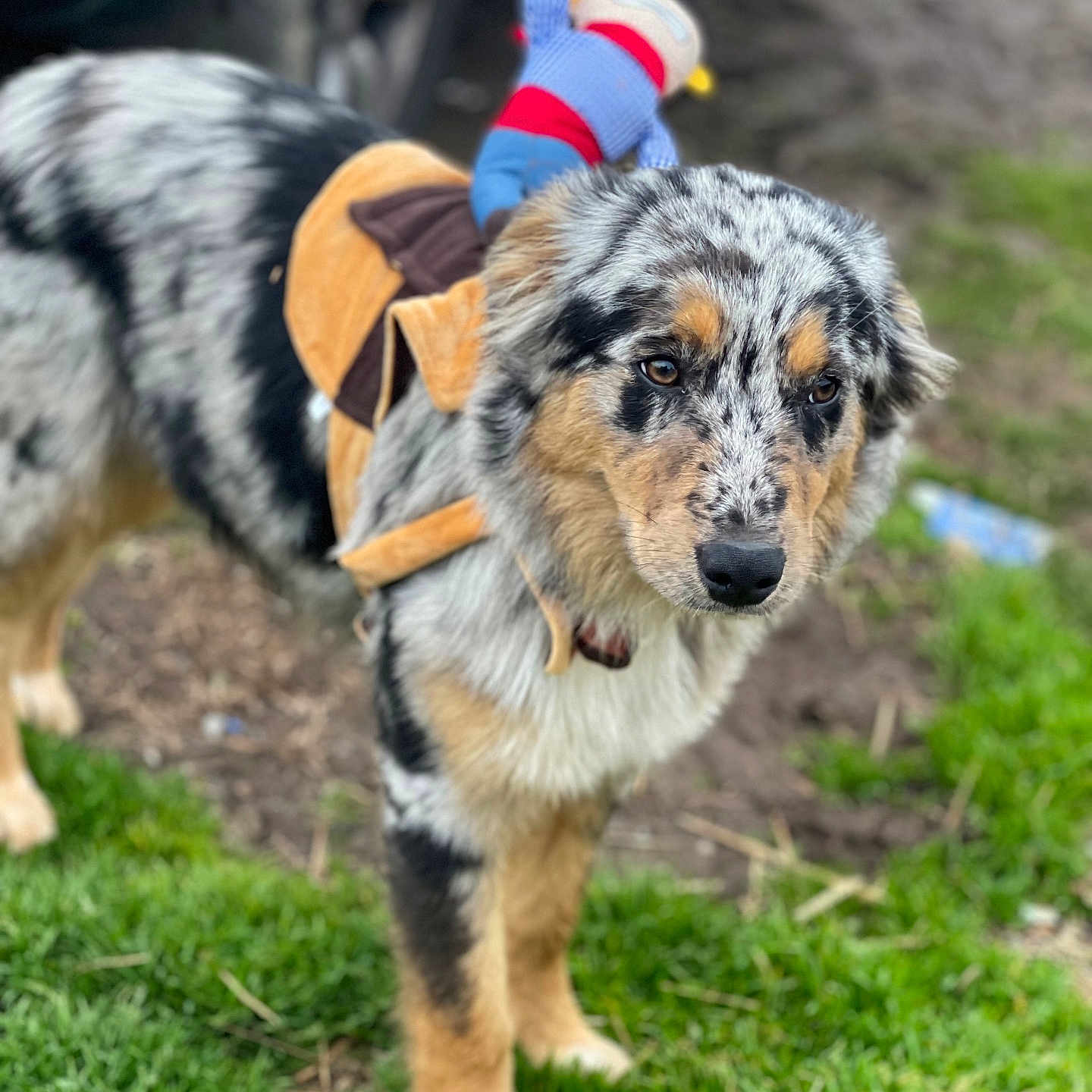 Hank joined the competition — help win amazing prizes! accessories, animal, ball, canine, clothing, dog, football, glove, grass, lawn, nature, outdoors, pet, plant, puppy, soccer, soccerball, sport, strap, tennis