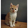 animal, cat, curious, cute, domestic_cat, feline, fur, gray_wall, indoor, kitten, looking, orange_cat, pet, portrait, sitting, small, whiskers, white_cat, wooden_table, young
