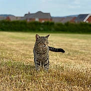 Mischeif joined the competition — help win amazing prizes! cat, tabby_cat, grass, field, outdoor, animal, pet, nature, daylight, mammal, walking, fur, whiskers, tail, ears, house, hedge, background, blurred_background, curious