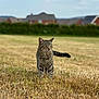cat, tabby_cat, grass, field, outdoor, animal, pet, nature, daylight, mammal, walking, fur, whiskers, tail, ears, house, hedge, background, blurred_background, curious