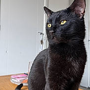 Rubble joined the competition — help win amazing prizes! cat, black_cat, yellow_eyes, pet, animal, feline, indoor, wooden_surface, sitting, portrait, fur, whiskers, ears, tail, domestic_cat, household, cute, alert, looking_away, closeup