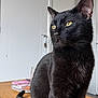cat, black_cat, yellow_eyes, pet, animal, feline, indoor, wooden_surface, sitting, portrait, fur, whiskers, ears, tail, domestic_cat, household, cute, alert, looking_away, closeup