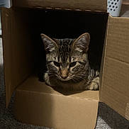 Tatter Tot joined the competition — help win amazing prizes! animal, background, box, cardboard_box, carpet, cat, cozy, curious, domestic, ear, feline, fur, household, indoor, paw, person_leg, pet, resting, tabby, whiskers