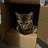 animal, background, box, cardboard_box, carpet, cat, cozy, curious, domestic, ear, feline, fur, household, indoor, paw, person_leg, pet, resting, tabby, whiskers