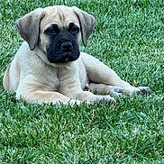 Cooper joined the competition — help win amazing prizes! puppy, dog, grass, outdoor, animal, pet, laying_down, canine, young, nature, fur, cute, muzzle, ears, resting, summer, green, peaceful, adorable, companion