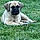 Cooper
