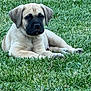 puppy, dog, grass, outdoor, animal, pet, laying_down, canine, young, nature, fur, cute, muzzle, ears, resting, summer, green, peaceful, adorable, companion