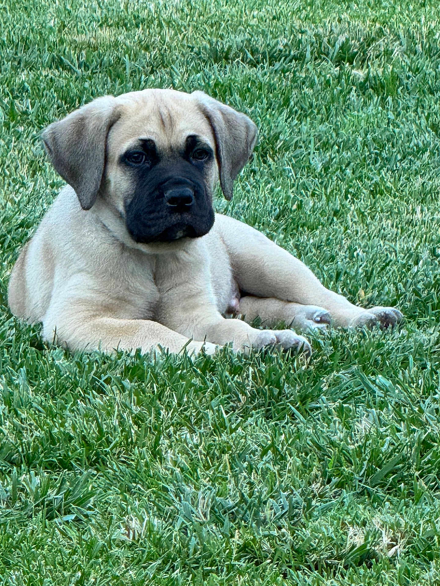Cooper