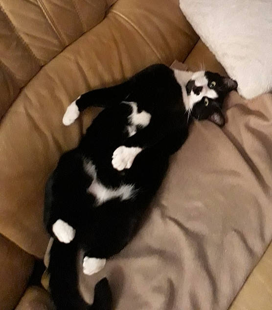 Grizou a rejoint le concours — aidez-le/la à gagner de superbes lots ! carnivore, cat, claw, comfort, companion_dog, couch, dog_breed, felidae, fur, linens, mammal, nap, non_sporting_group, paw, small_to_medium_sized_cats, snout, tail, terrestrial_animal, whiskers, working_animal