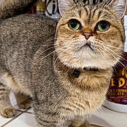 Poppy is registered to the contest to win money with this photo: cat, tabby, green_eyes, curious, indoor, pet, feline, whiskers, collar, floor_tile, kitchen, domestic_cat, close_up, fur, small_paws, standing, household, background_sign, container, alert