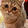 Poppy joined the competition — help win amazing prizes! cat, tabby, close_up, pet, indoor, carpet, fur, whiskers, ears, eyes, curious, animal, mammal, cute, domestic_cat, feline, portrait, looking_at_camera, young_cat, brown