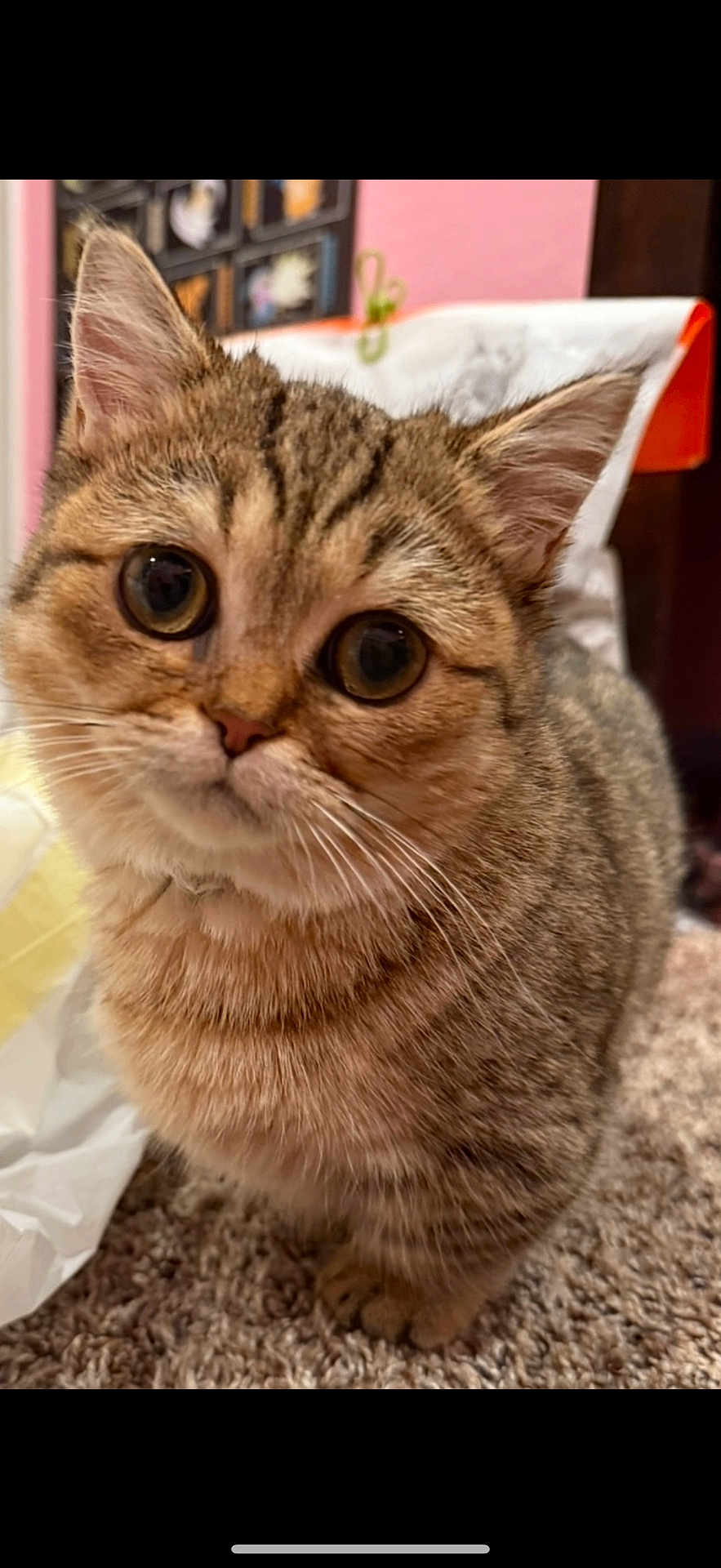 Poppy joined the competition — help win amazing prizes! cat, tabby, close_up, pet, indoor, carpet, fur, whiskers, ears, eyes, curious, animal, mammal, cute, domestic_cat, feline, portrait, looking_at_camera, young_cat, brown