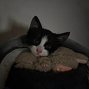 Lumie is registered to the contest to win money with this photo: kitten, black_and_white, cat, stuffed_toy, cozy, snuggling, indoor, pet, animal, cute, whiskers, ears, fuzzy, soft, sleeping_area, dark, closeup, nose, paws, young