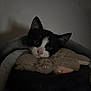 kitten, black_and_white, cat, stuffed_toy, cozy, snuggling, indoor, pet, animal, cute, whiskers, ears, fuzzy, soft, sleeping_area, dark, closeup, nose, paws, young