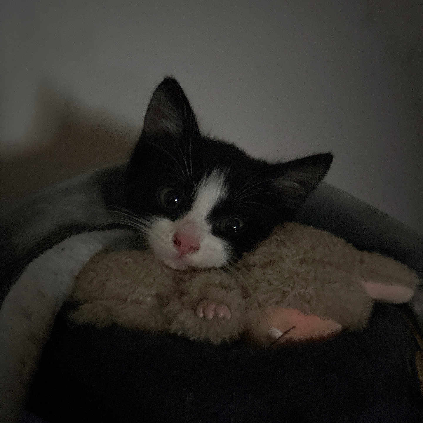 Lumie is registered to the contest to win money with this photo: animal, black_and_white, cat, closeup, cozy, cute, dark, ears, fuzzy, indoor, kitten, nose, paws, pet, sleeping_area, snuggling, soft, stuffed_toy, whiskers, young