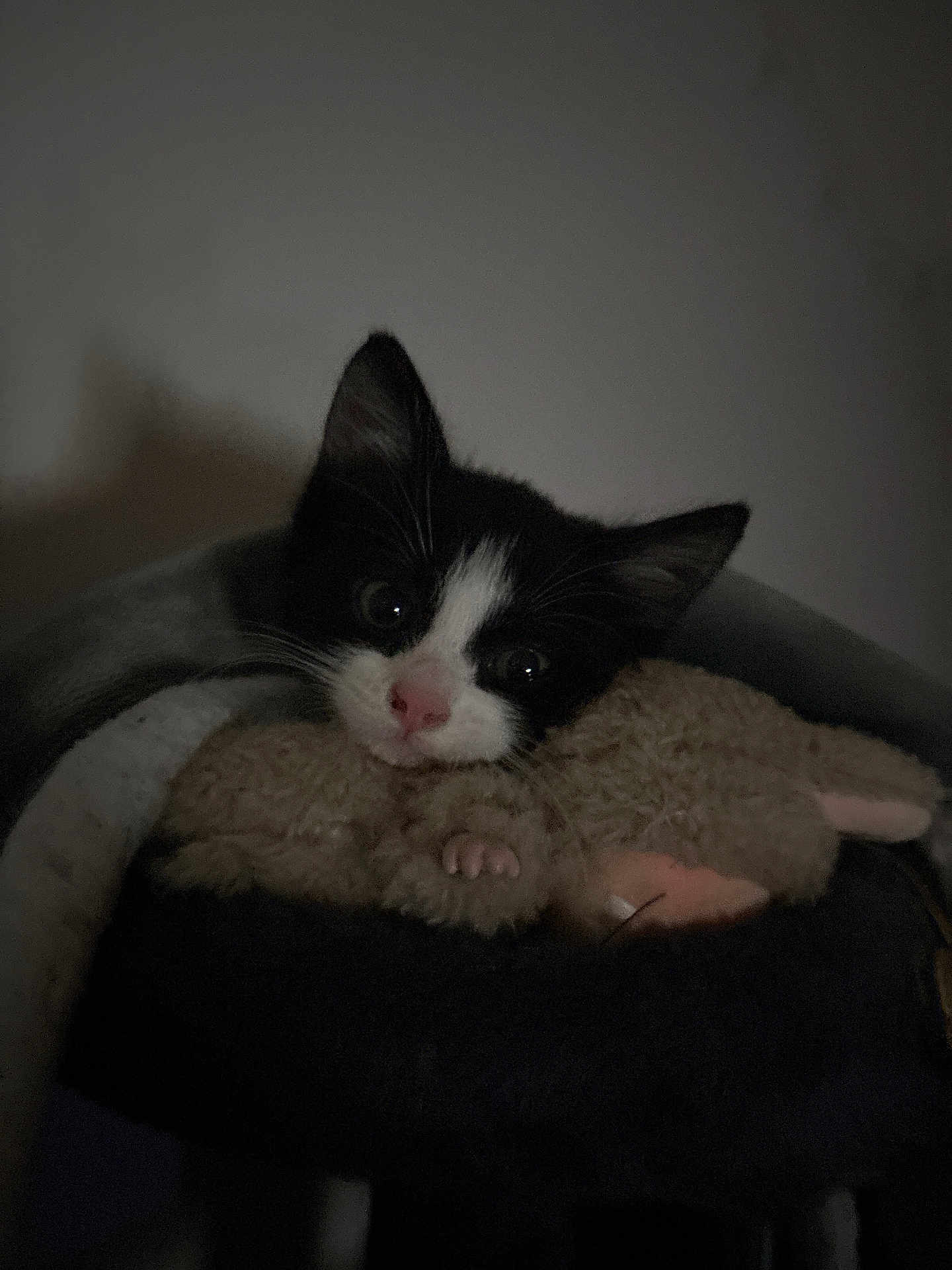 Lumie is registered to the contest to win money with this photo: kitten, black_and_white, cat, stuffed_toy, cozy, snuggling, indoor, pet, animal, cute, whiskers, ears, fuzzy, soft, sleeping_area, dark, closeup, nose, paws, young