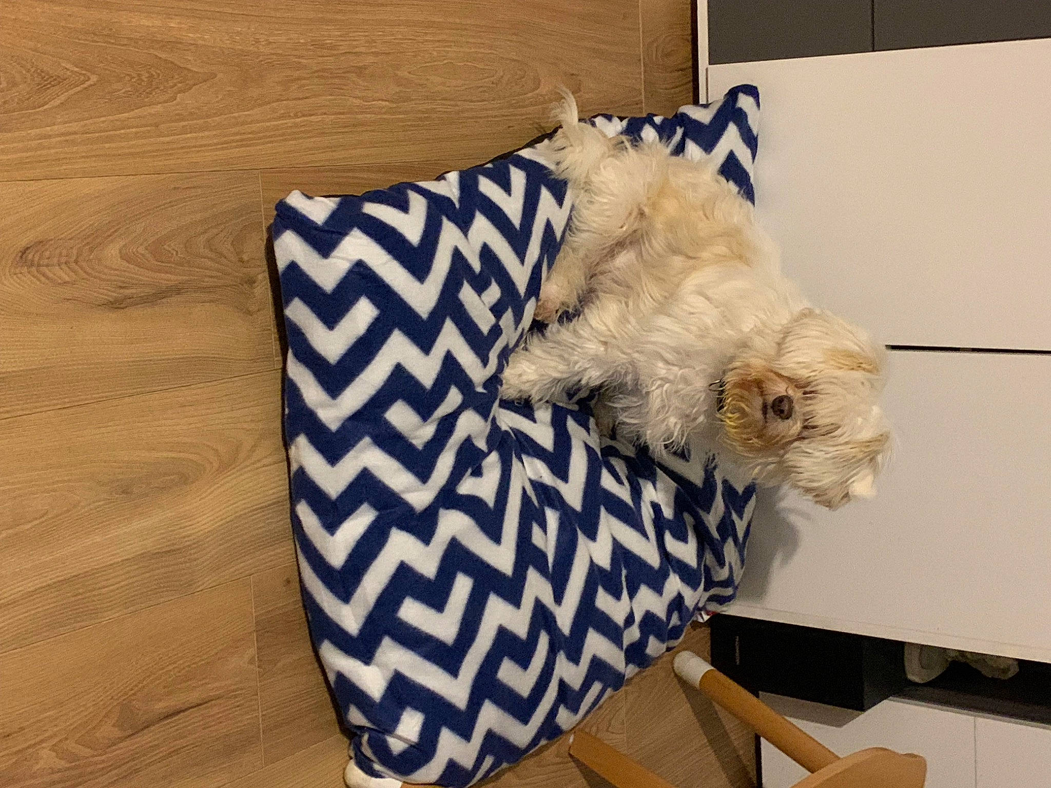 Ruben participe au concours pour gagner de l'argent avec cette photo : canidae, carnivore, companion_dog, dog, dog_breed, dog_supply, fawn, felidae, fur, hardwood, linens, pattern, rectangle, small_terrier, sporting_group, tail, terrier, textile, toy, wood