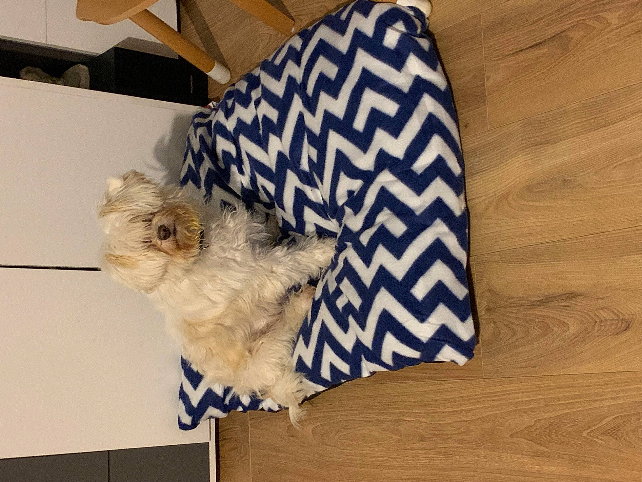 Ruben participe au concours pour gagner de l'argent avec cette photo : canidae, carnivore, companion_dog, dog, dog_breed, dog_clothes, dog_supply, fawn, felidae, flooring, fur, sleeve, small_terrier, snout, sporting_group, sunglasses, terrier, toy_dog, wood, working_animal