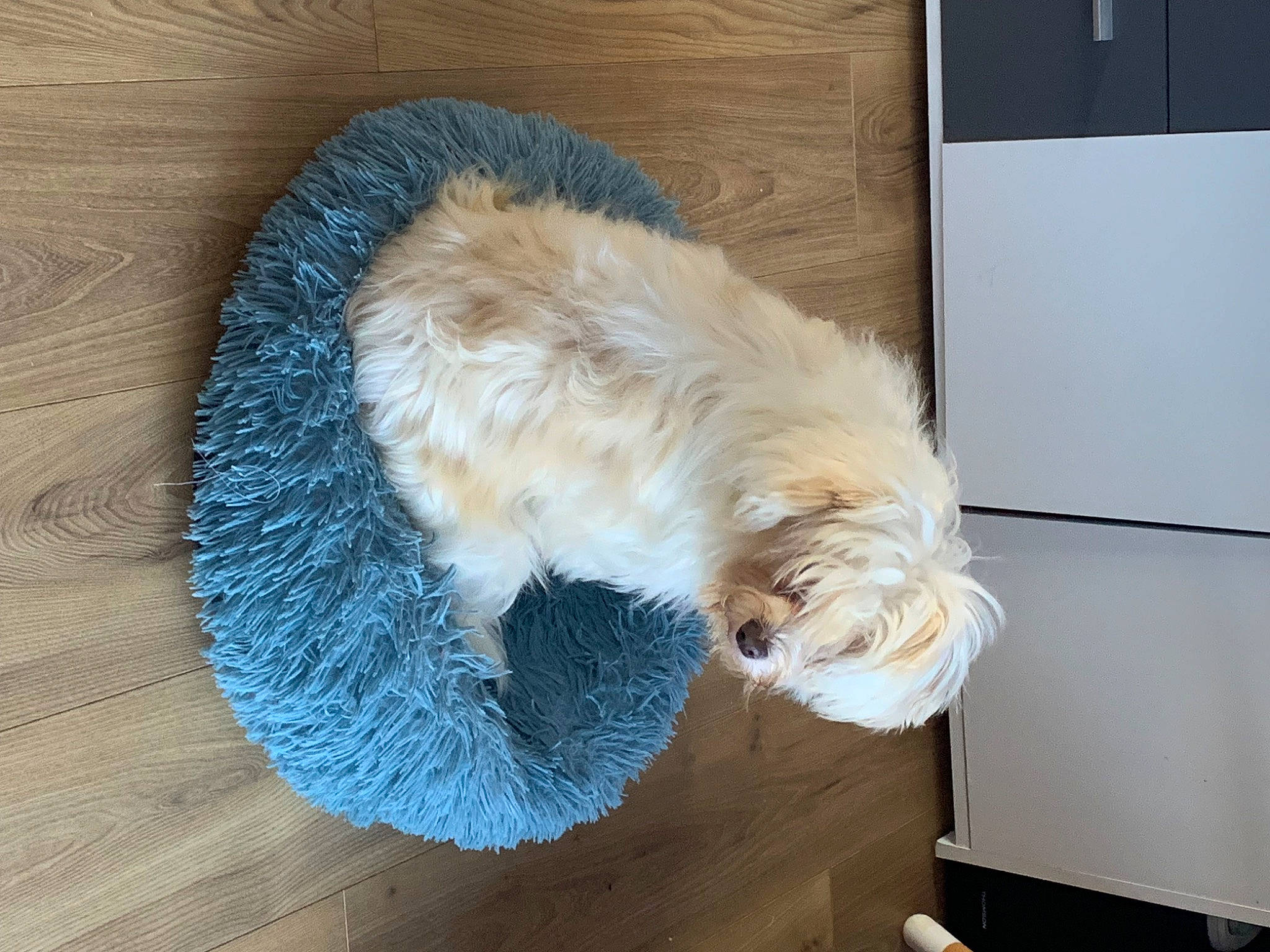 Ruben a rejoint le concours — aidez-le/la à gagner de superbes lots ! canidae, carnivore, comfort, companion_dog, dog, dog_breed, dog_supply, electric_blue, felidae, flooring, fur, hardwood, pet_supply, small_terrier, small_to_medium_sized_cats, sporting_group, tail, terrier, toy_dog, whiskers