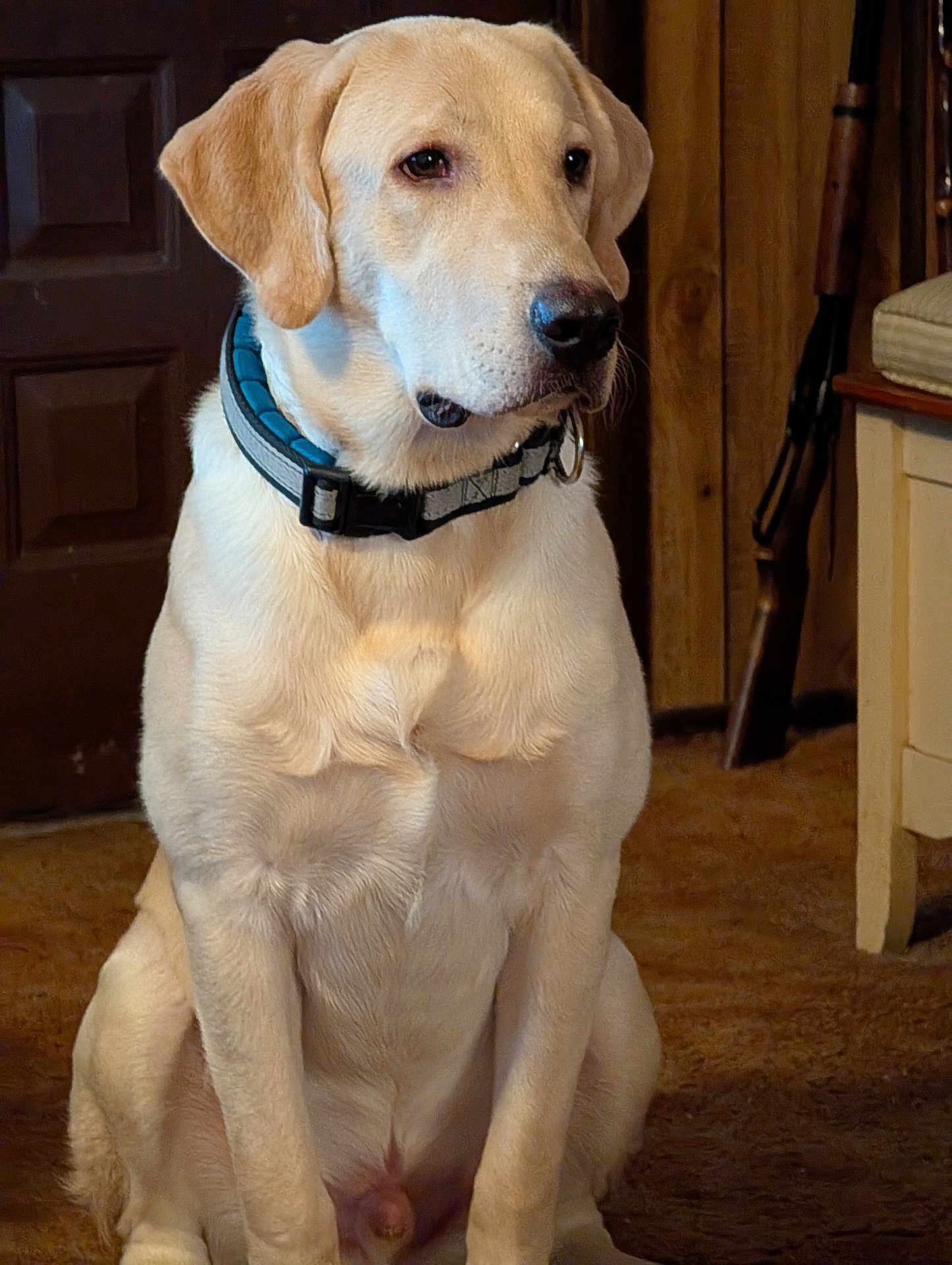 Remington joined the competition — help win amazing prizes! dog, labrador_retriever, yellow_lab, pet, collar, indoor, sitting, canine, animal, fur, mammal, companion, domestic_animal, wooden_door, carpet, furniture, brown, portrait, alert, house