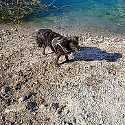 Tara a rejoint le concours — aidez-le/la à gagner de superbes lots ! beach, coast, dog, dog_like_mammal, fauna, rock, sand, sea, shore, sky, water, wildlife
