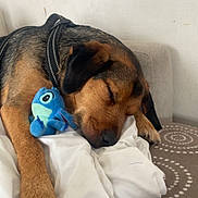 Ulysse participe au concours pour gagner de l'argent avec cette photo : animal, black_and_brown, blanket, blue_toy, brown_dog, collar, couch, cozy, cute, dog, fur, home, indoor, paw, pet, plush_toy, relaxed, resting, sleeping, stuffed_animal