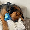 animal, black_and_brown, blanket, blue_toy, brown_dog, collar, couch, cozy, cute, dog, fur, home, indoor, paw, pet, plush_toy, relaxed, resting, sleeping, stuffed_animal