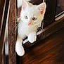 kitten, white_cat, wooden_chair, curious, paws, close_up, indoor, pet, animal, cute, feline, young_animal, whiskers, playful, soft_fur, bright_eyes, domestic_cat, wood_texture, resting, adorable