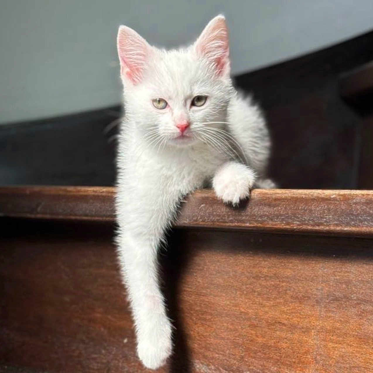 Sora participe au concours pour gagner de l'argent avec cette photo : animal, cat, claw, curious, cute, domestic_animal, ears, face, feline, fur, indoor, kitten, paw, pet, relaxed, resting, whiskers, white_cat, wooden_surface, young_cat
