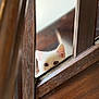 Sora participe au concours pour gagner de l'argent avec cette photo : cat, kitten, white_cat, wooden_door, peeking, curious, ears, eyes, indoor, close_up, pet, animal, feline, wood_texture, narrow_gap, hidden, playful, domestic, cute, soft_light